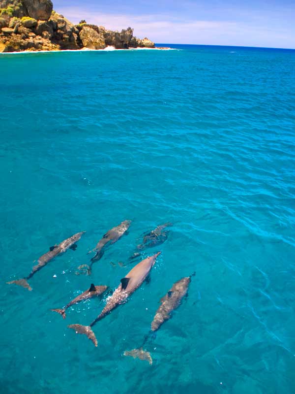 Wild Dolphin & Marine Life Cruise with Fish Eye Observatory Viewing