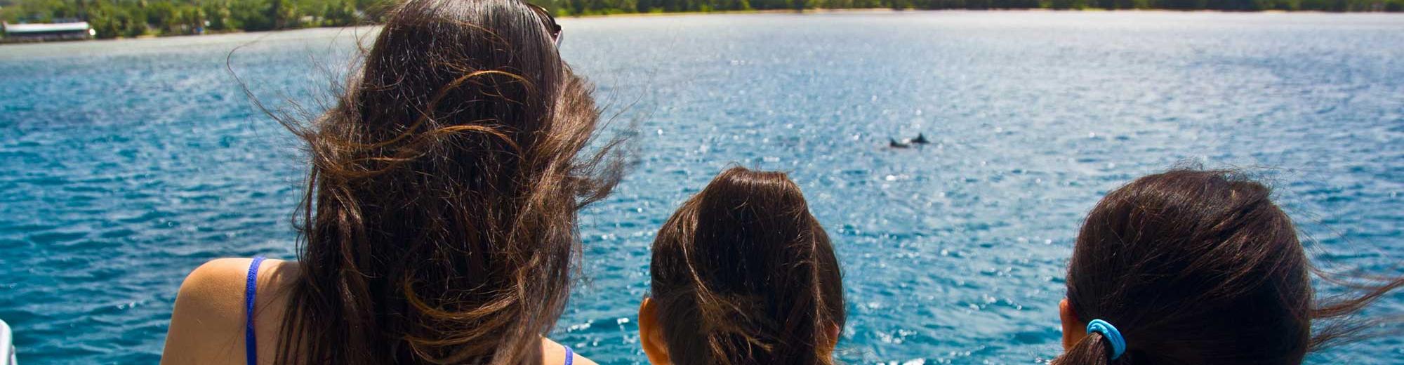 Wild Dolphin & Marine Life Cruise with Fish Eye Observatory Viewing